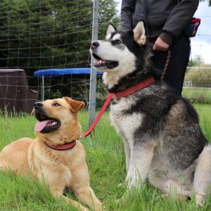 mensch_hund_01 mensch_hund_01